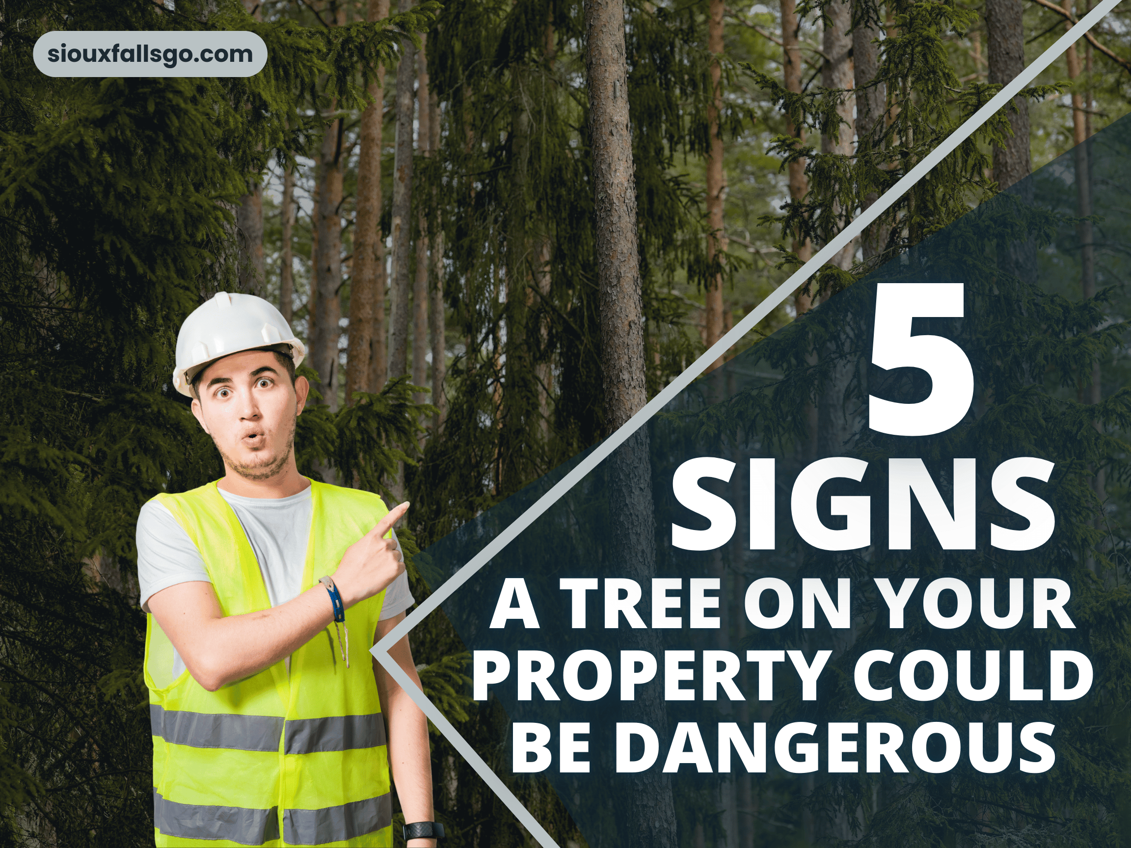 How to Know When a Tree Needs to Come Down in South Dakota